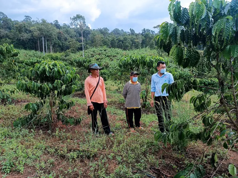 อายิโนะโมะโต๊ะ สนับสนุนชาวไร่กาแฟ เพื่อผลผลิตอย่างยั่งยืน