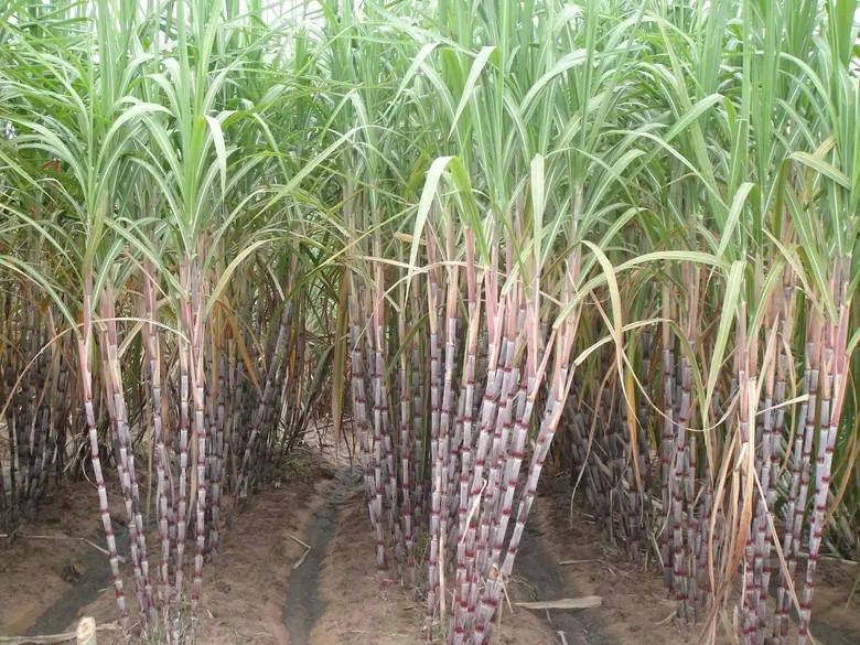 กรมวิชาการเกษตรลุยวิจัยพืชไร่ดูดซับก๊าซเรือนกระจกและกักเก็บคาร์บอน พบพันธุ์อ้อยให้ผลผลิตสูงมีศักยภาพกักเก็บคาร์บอน