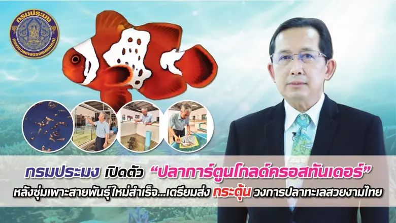 กรมประมงพัฒนาสายพันธุ์ปลาการ์ตูนใช้เทคนิคผสมข้ามระห...
