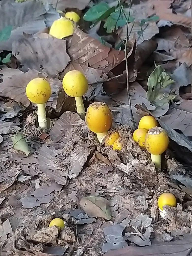 จุฬาฯ รุกกลยุทธ์ "ปลูกต้นไม้-ได้เห็ด" จูงใจเกษตรกรน่านและสระบุรี ร่วมรักษ์ป่า