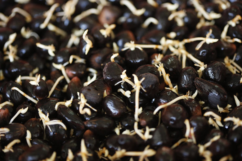 นายภัสชญภณ หมื่นแจ้ง รองอธิบดีกรมวิชาการเ...