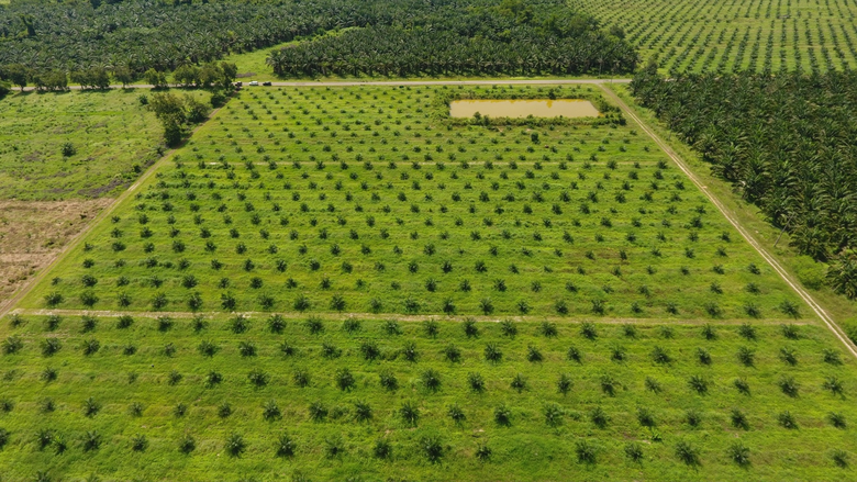 มนัญญา สั่ง กรมวิชาการเกษตรเร่งผลิตเมล็ดงอกปาล์มน้ำมันพันธุ์ดีเป้าล้านเมล็ดป้อนเกษตรกร ปลื้มพันธุ์สุราษฎร์ธานีสร้างรายได้พุ่งสูงสุดกว่า 2 หมื่นบาท/ไร่/ปี