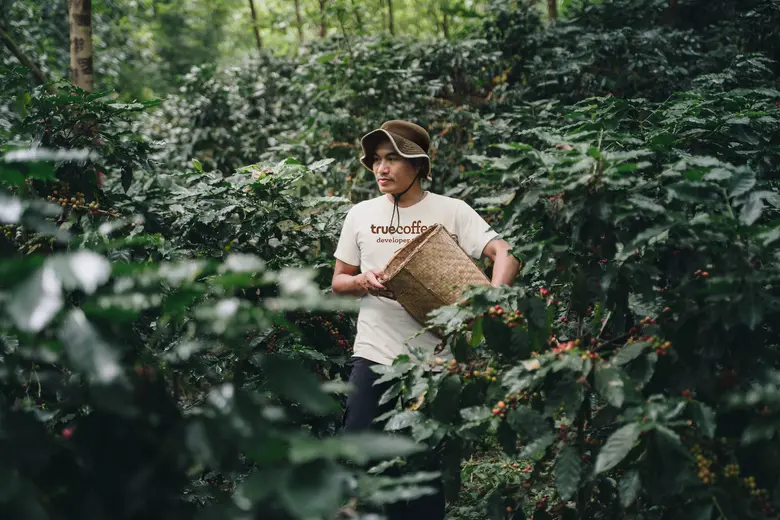 ดื่มความสดชื่นเพื่อคืนผืนป่า...ทรูคอฟฟี่ รังสรรค์ "Reforested Coffee Sobkhun Cold Brew" กาแฟสกัดเย็นพร้อมดื่ม สายพันธุ์อราบิก้าแท้ 100% จากบ้านสบขุ่น จ.น่าน