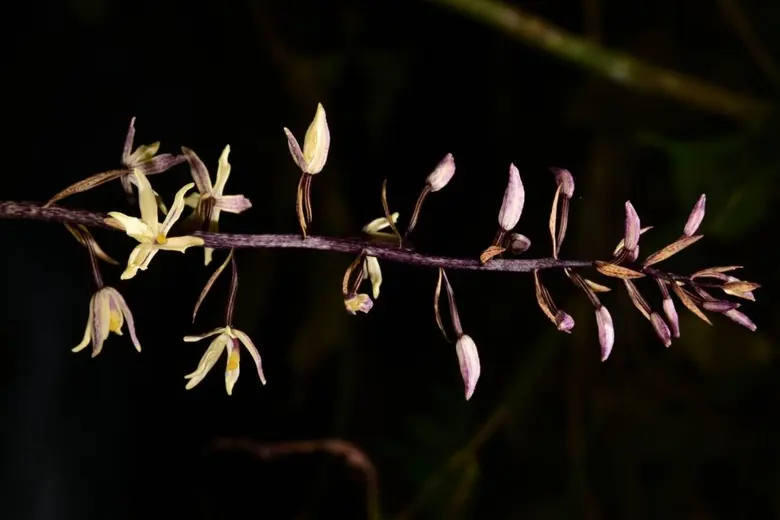 มหาวิทยาลัยสงขลานครินทร์ (ม.อ.) โดยคณะวิท...