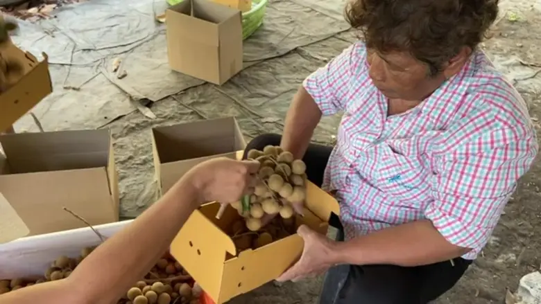 ม.มหิดล วิจัยพัฒนาบรรจุภัณฑ์ เพิ่มมูลค่า และรักษาคุณภาพสินค้าเกษตร