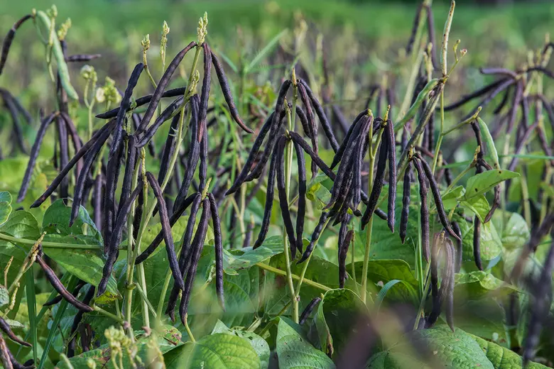 นายระพีภัทร์ จันทรศรีวงศ์ อธิบดีกรมวิชากา...