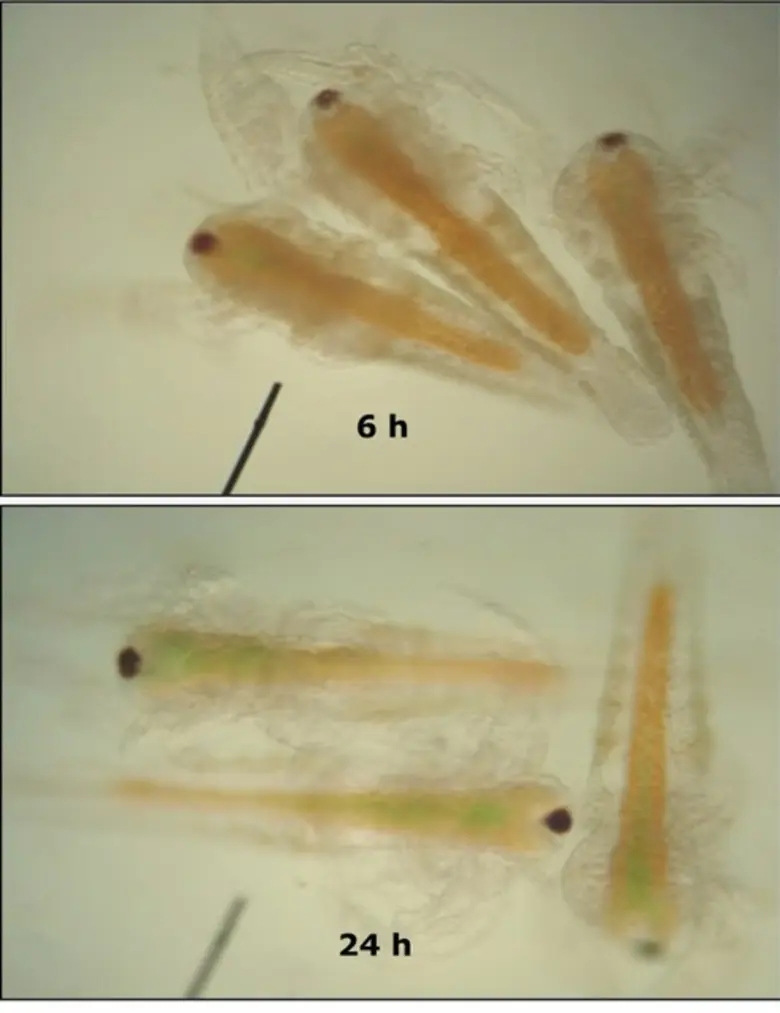 ม.มหิดลวิจัยพบสารสกัด"สาหร่ายผมนาง" มีฤทธิ์ยับยั้งโรคระบาดในกุ้ง