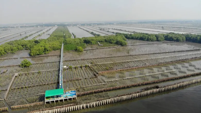 กทม.แจงปลูกต้นโกงกางในท่อซีเมนต์ได้ทุกฤดู - ใช้เกณฑ์น้ำขึ้นน้ำลงของน้ำทะเล