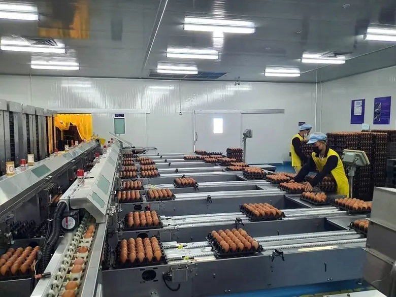 เจาะไอเดีย Farm to Table ราชาฟาร์มไข่ไก่ King Eggs สู่การขายไข่ในตู้จำหน่ายสินค้าอัตโนมัติเจ้าแรกในประเทศไทย