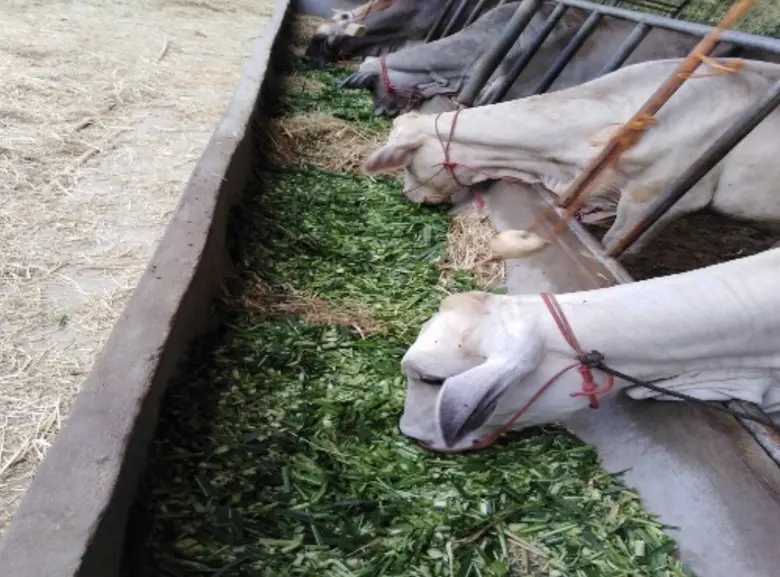 วช.หนุนนวัตกรรมเสริมศักยภาพเกษตรกรผู้เลี้ยงโคเนื้อ ผลักดันกลุ่มวิสาหกิจชุมชนถ่ายทอดเทคโนโลยีผลิตโคเนื้อแบบครบวงจร