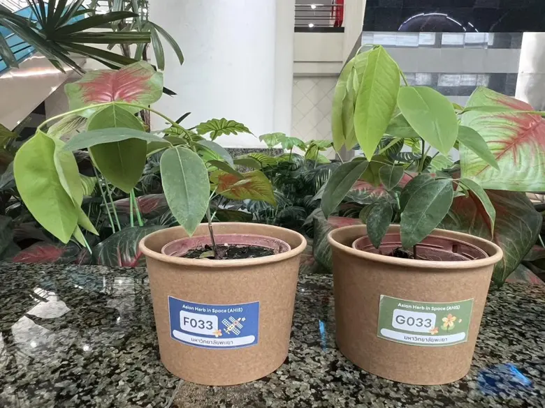ทีมพืชอวกาศ ม.พะเยา รับมอบ ต้นราชพฤกษ์อวกาศ จากโครงการราชพฤกษ์อวกาศ Asian herb in space