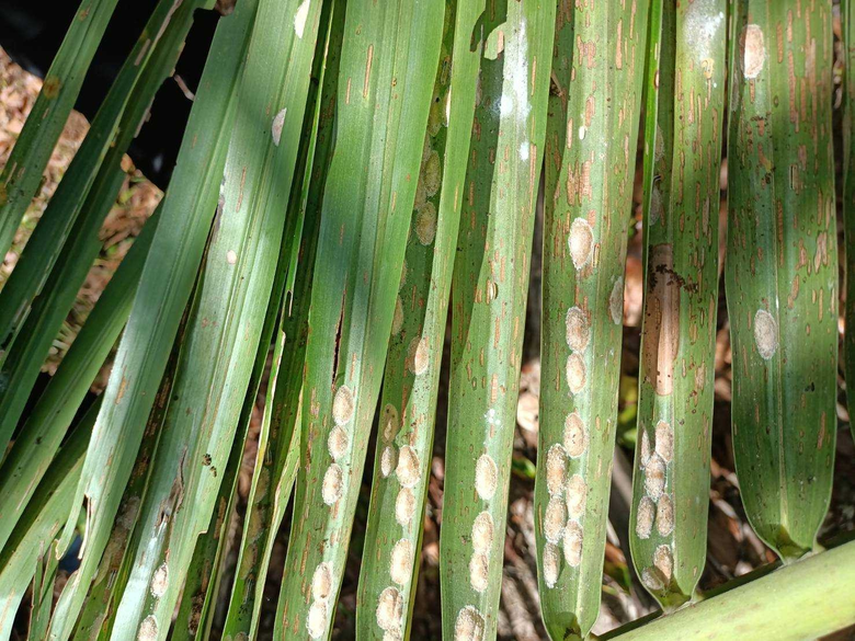 นายเข้มแข็ง ยุติธรรมดำรง อธิบดีกรมส่งเสริ...