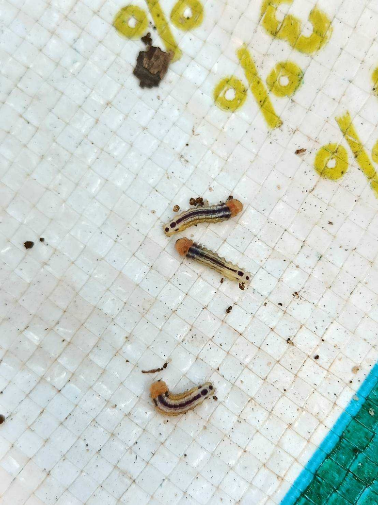 กรมส่งเสริมการเกษตร เฝ้าระวัง "หนอนกินใบมะพร้าว" แพร่ระบาดสร้างความเสียหาย เตือนเกษตรกรหมั่นสำรวจสวน ป้องกันกำจัดตามคำแนะนำอย่างเคร่งครัด