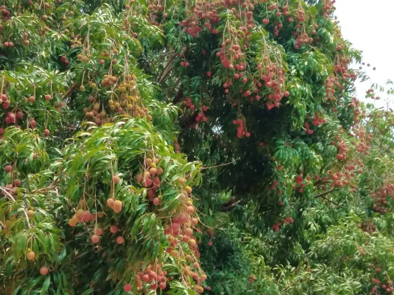 วว. โชว์นวัตกรรมเพิ่มผลผลิต/คุณภาพ ลิ้นจี่พันธุ์ค่อมนอกฤดูกาล พัฒนาเศรษฐกิจฐานรากจังหวัดสมุทรสงคราม