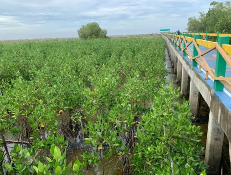 กทม.เดินหน้าจับมือภาคีเครือข่ายปลูกป่าชายเลนบางขุนเทียน พื้นที่ป่าเพิ่มขึ้น 233 ไร่