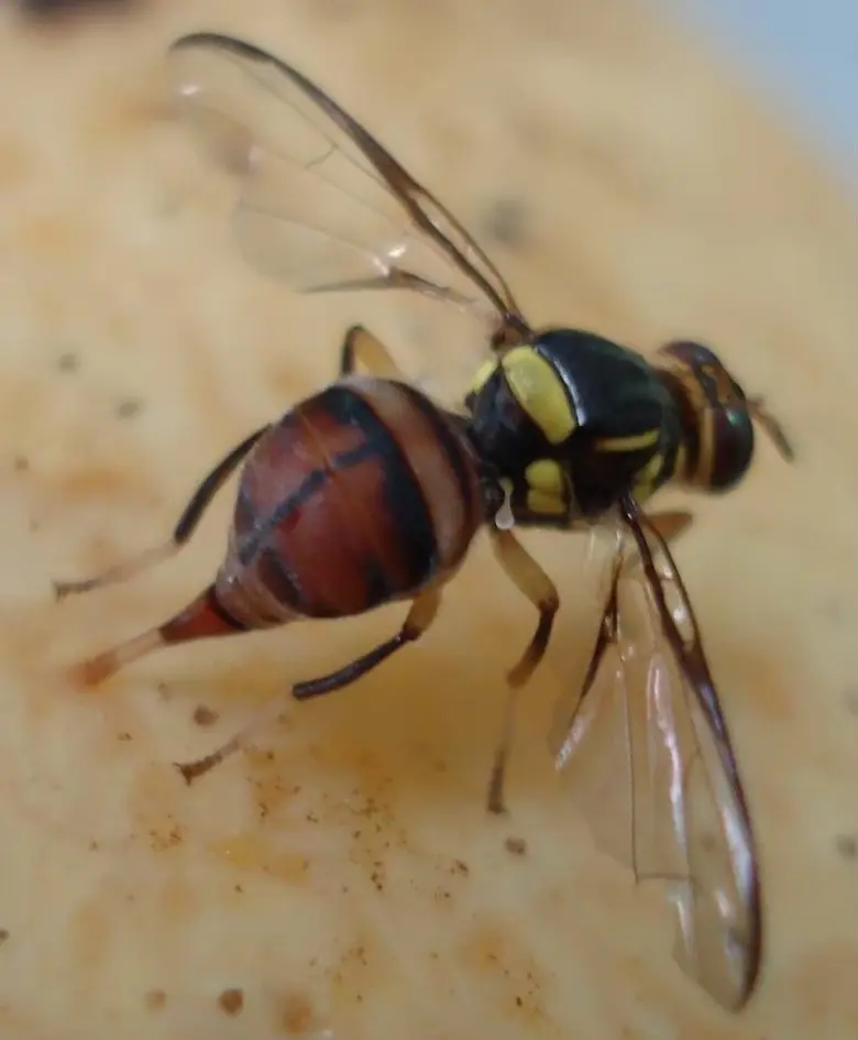 กรมส่งเสริมการเกษตร ไขข้อข้องใจ "วิธีลดจำนวนแมลงวันทอง"