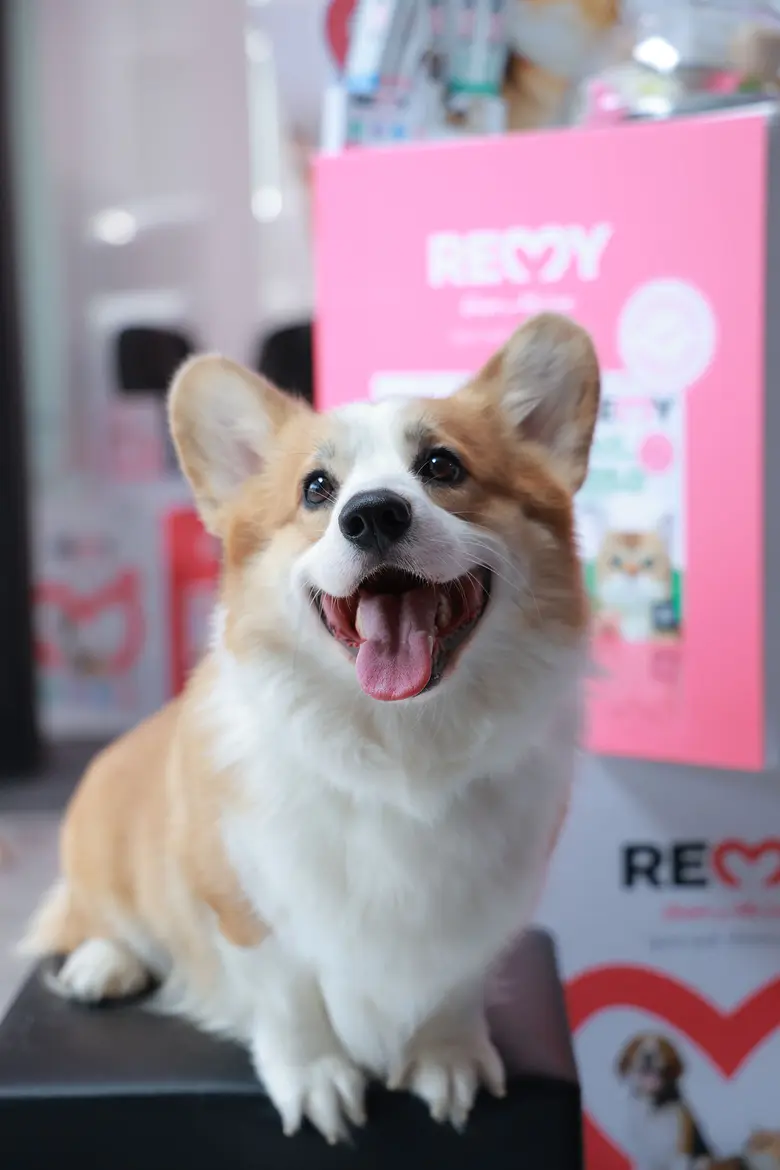 ยังคงเป็นกระแสอยู่อย่างต่อเนื่อง กับโรคยอ...