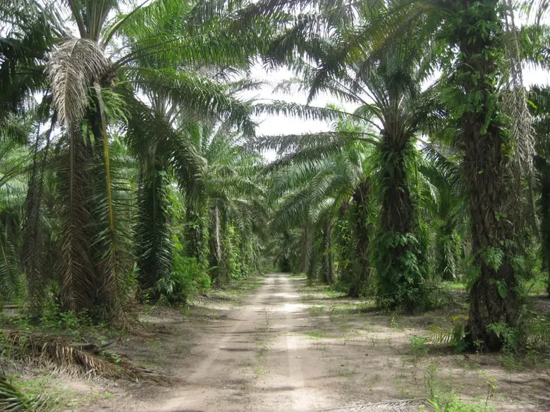 สวนทรายงาม จ.ชุมพร นำแนวทางเกษตรอินทรีย์ เดินหน้าธุรกิจการเกษตร ควบคู่ดูแลชุมชน