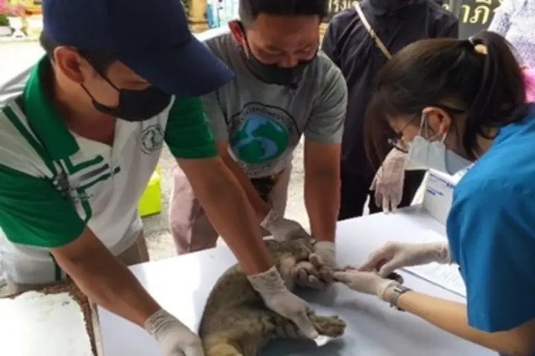 กทม.จับมือภาคีเครือข่ายจัดระเบียบสัตว์จรในกรุงเทพฯ เลือกชุมชนเป้าหมายทำหมัน-ฉีดวัคซีนควบคุมการเพิ่มจำนวน