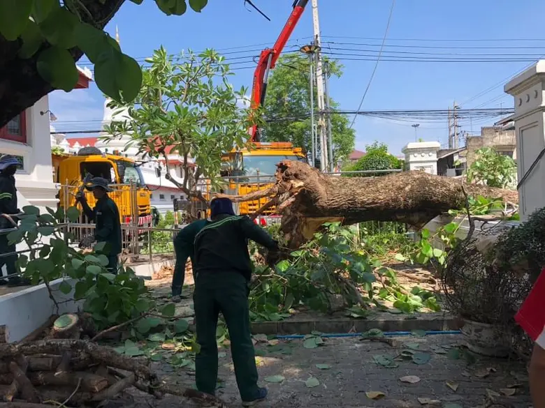 เขตคลองสานแก้ไขต้นไม้หักโค่นล้มลงคลองสมเด็จเจ้าพระยาในวัดพิชัยญาติฯ