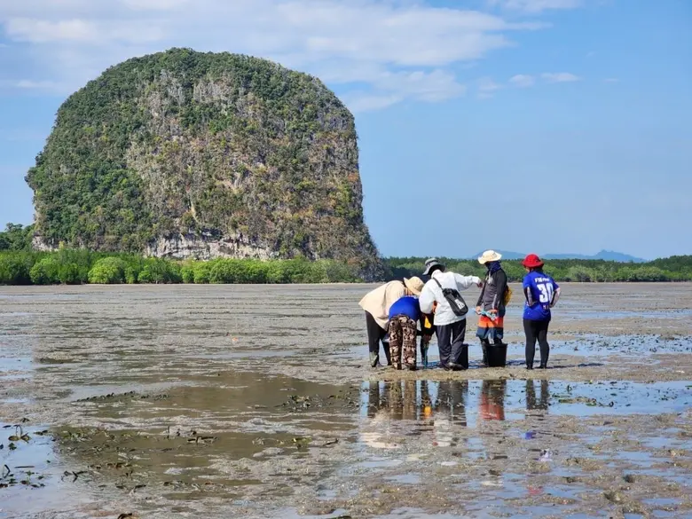 วช. หนุนทีมวิจัย ม.อ. พัฒนาศักยภาพการกักเก็บข้อมูลคาร์บอน ของป่าชายเลนและหญ้าทะเลตามธรรมชาติและปลูกบริเวณภาคใต้ฝั่งอันดามัน