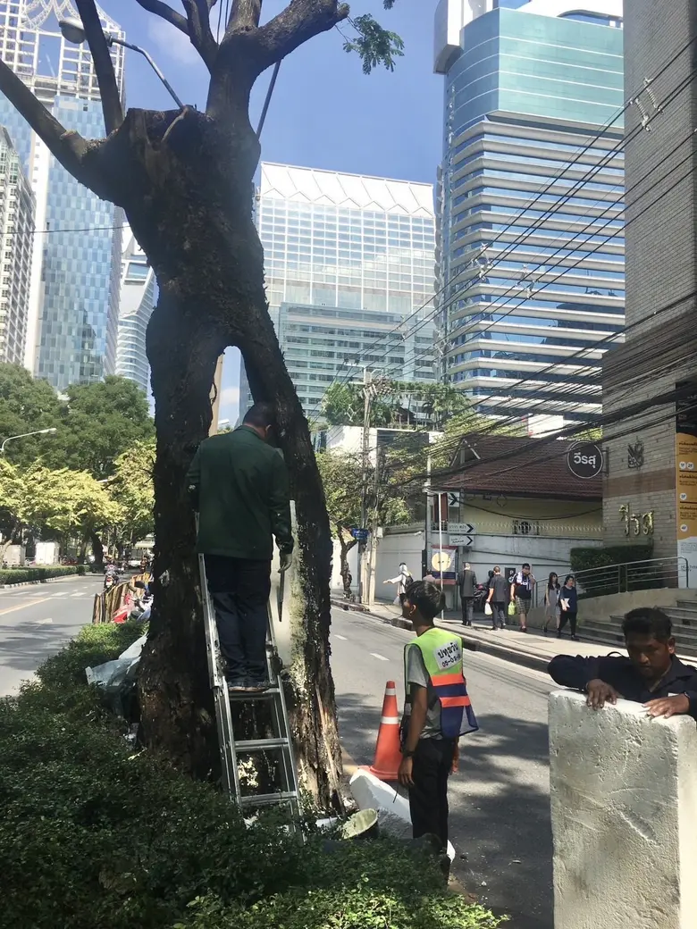 กทม.เร่งตรวจสอบความแข็งแรงต้นไม้ใหญ่ ป้องกันหักโค่นล้มช่วงหน้าฝน