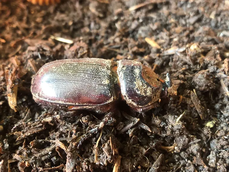 กรมส่งเสริมการเกษตร เตือนผู้ปลูก "พืชตระกูลปาล์ม" เฝ้าระวังด้วงแรดมะพร้าววางไข่ในระยะนี้