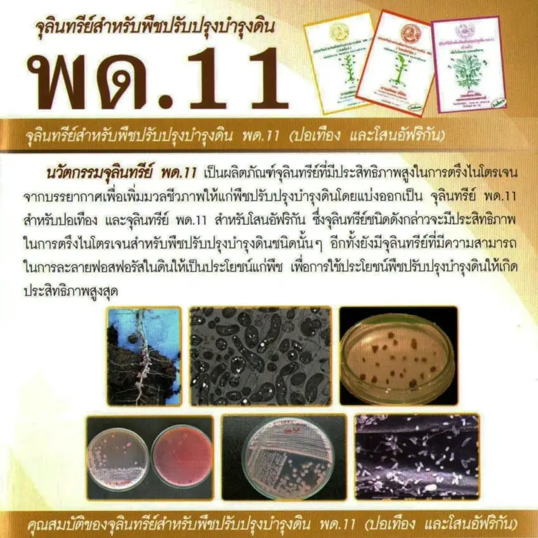 พด.ชู พืชปุ๋ยสด และ พด.11 ไรโซเบียม สุดยอดปุ๋ยไนโตรเจนยุคปุ๋ยแพง ในพื้นที่อีสานตอนบน