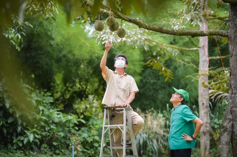 "ทุเรียนป่าละอู" ทุเรียนประจำจังหวัดประจว...