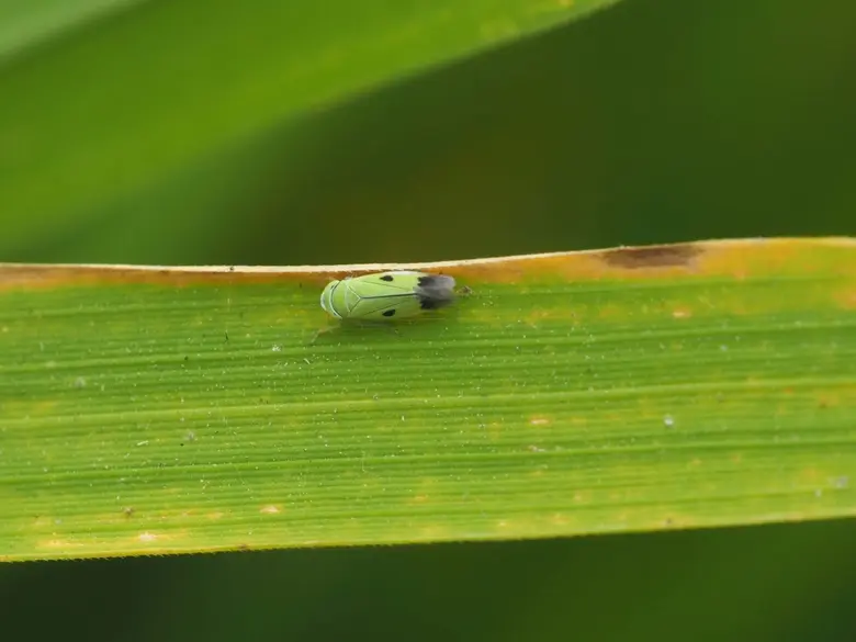 กรมส่งเสริมการเกษตร เตือนชาวนา ระวัง "เพลี้ยจักจั่นสีเขียว" ทำลายข้าวระยะแตกกอ