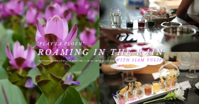 เพ ลา เพลิน จ.บุรีรัมย์ เปิดเทศกาลปทุมมาก...