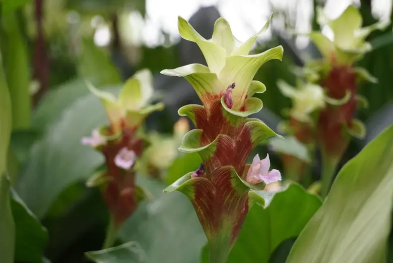 ปทุมมาราชินีป่าฝนบานสะพรั่งแล้วที่ เพ ลา เพลิน จ.บุรีรัมย์ พร้อมเปิดแพ็คเกจเที่ยวหน้าฝนเช็คอินฟิน กิน ดื่ม เที่ยว ท่องเที่ยวอย่างมีคุณค่าครบจบในที่เดียว