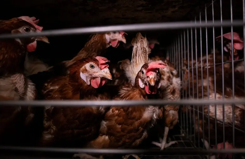 ซิเนอร์เจีย แอนิมอล จัดสัมมนาออนไลน์ให้ความรู้ด้านสวัสดิภาพสัตว์ครั้งแรกในเอเชียตะวันออกเฉียงใต้ บรรยายโดยผู้เชี่ยวชาญในสาขา ต่างๆ อาทิ สัตวศาสตร์ ชีววิทยา เศรษฐศาสตร์ จากไทยและต่างประเทศ