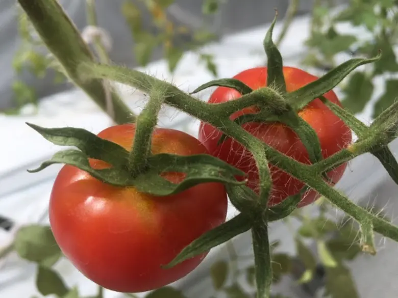 ม.มหิดล กาญจนบุรี ต่อยอดเกษตรอัจฉริยะ สร้างผลกำไรคืนสู่ชุมชน