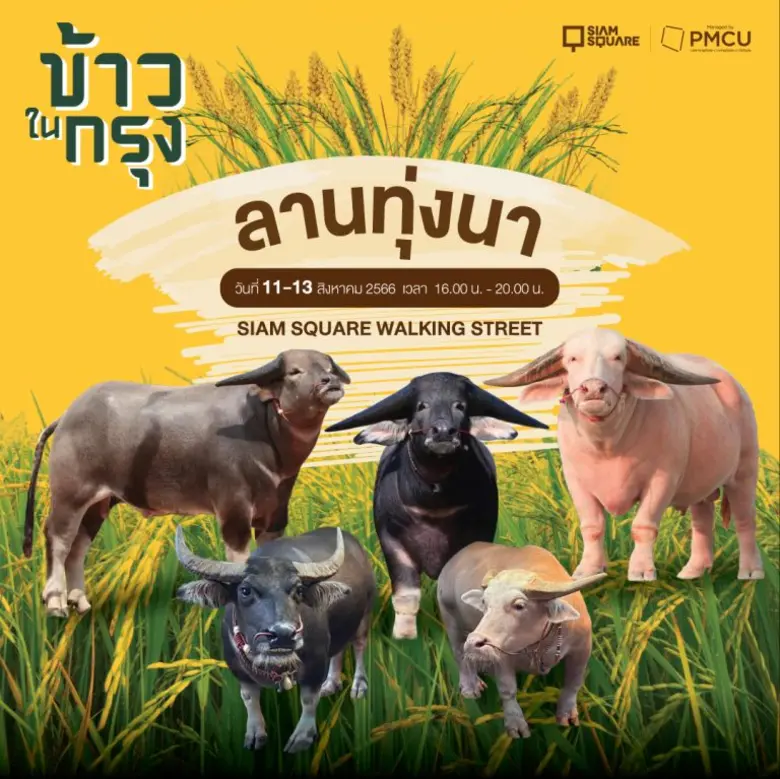 "ข้าวในกรุง" เนรมิตทุ่งนาข้าวสุดเขียวชอุ่ม สัมผัสวิถีชุมชนไทยใจกลางเมือง