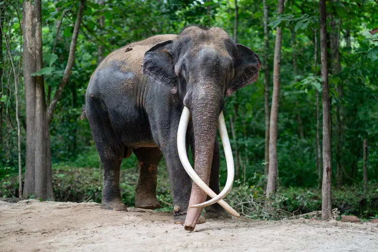 อ.อ.ป. แถลงความคืบหน้าเกี่ยวกับสุขภาพ 'ช้างพลายศักดิ์สุรินทร์' และแนวทางการรักษา หลังครบกำหนดกักกันโรค 30 วัน ...