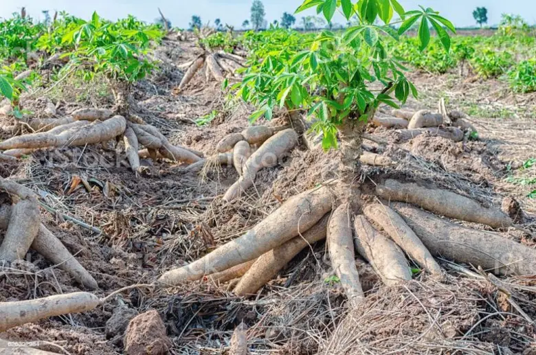 "ปุ๋ยชีวภาพจากกากมันสำปะหลัง" นวัตกรรมจุฬาฯ ทดแทนปุ๋ยเคมี เพิ่มมูลค่าของเหลือทางการเกษตร