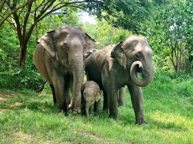 ส.คช. ร่วมกับ มช. จัดการประชุมช้างแห่งชาติ ประจำปี 2566