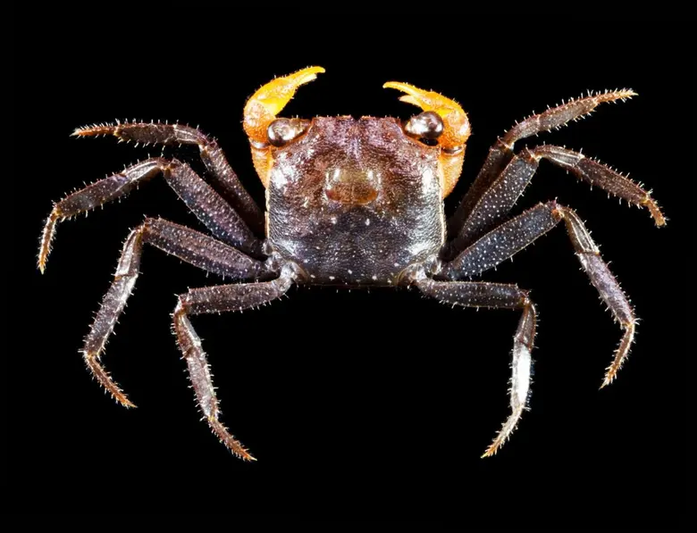 นักวิจัยม.อ. ค้นพบ "ปูแสมบกโต๊ะแดง" ปูน้ำจืดชนิดใหม่ของโลก จ.นราธิวาส สปีชีส์ที่อาศัยอยู่ในป่าที่ราบต่ำใกล้ระดับน้ำทะเลเป็นครั้งแรก