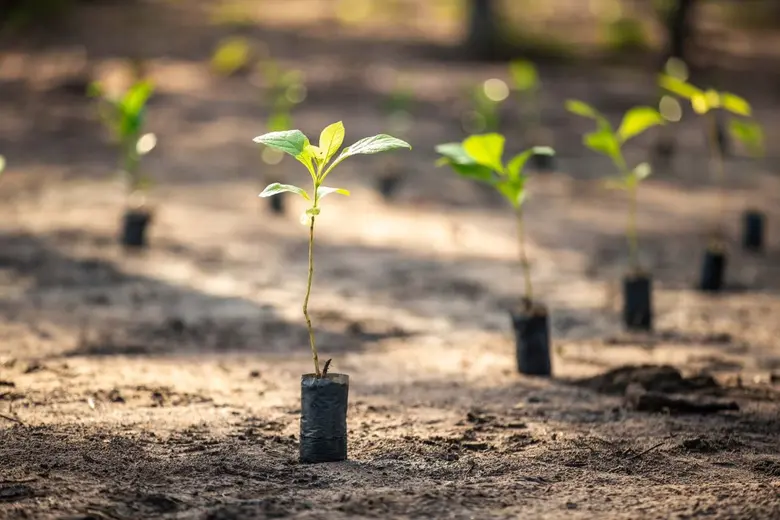 "ไทยยามาฮ่า" และกลุ่มบริษัทในเครือยามาฮ่า ร่วมปลูกป่าลดสภาวะโลกร้อน สานแนวทางสู่ความเป็นกลางทางคาร์บอน