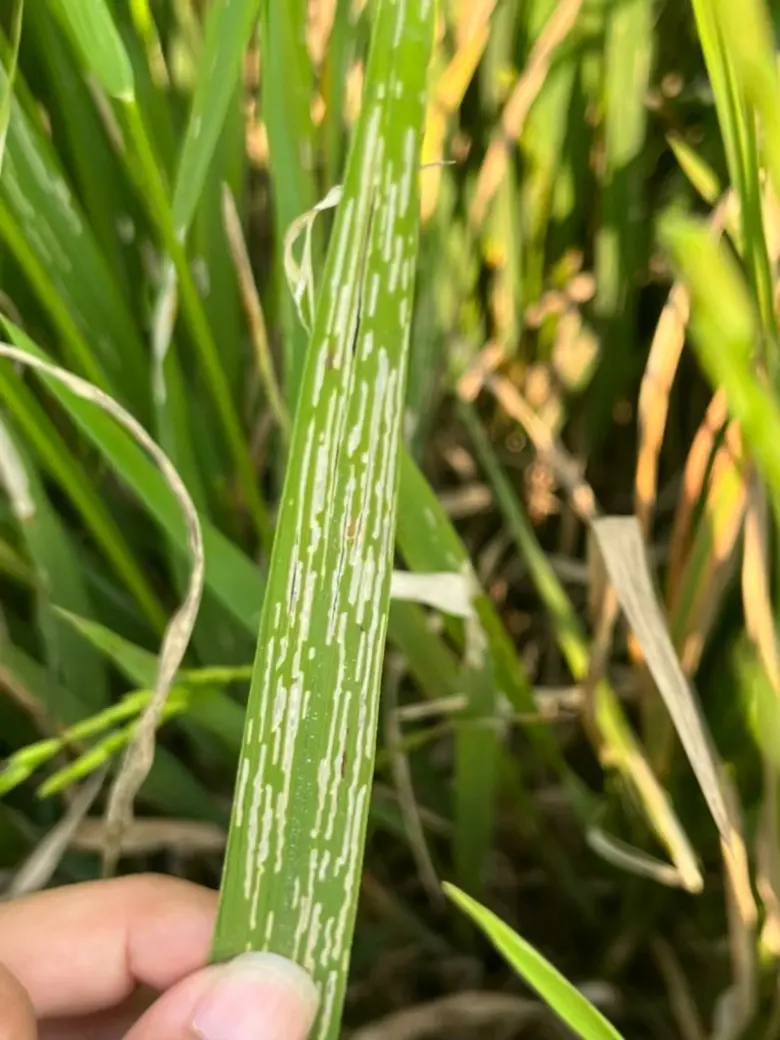 กรมส่งเสริมการเกษตร เตือนชาวนา ปลูกข้าวระยะนี้ เฝ้าระวัง แมลงดำหนามเข้าทำลายผลผลิต แนะหมั่นสำรวจแปลงนา กำจัดวัชพืชและใช้ปุ๋ยไนโตรเจนตามค่าวิเคราะห์ดิน