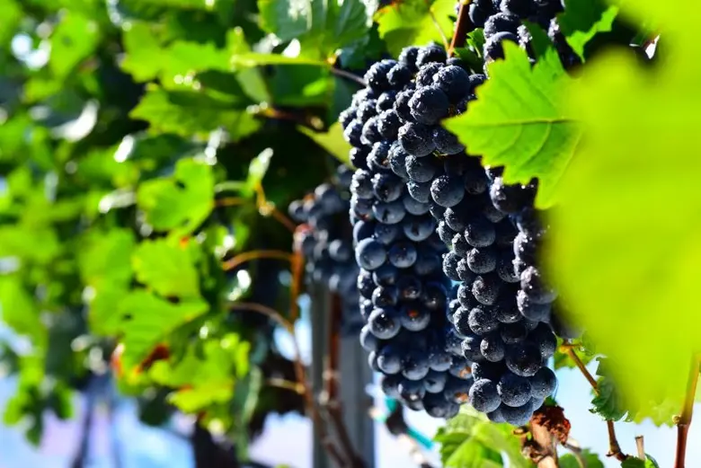 ขอแนะนำ มอนซูน แวลลีย์ ไวน์ที่ดีที่สุดของเมืองไทยสำหรับประสบการณ์การมอบของขวัญอันแสนพิเศษ