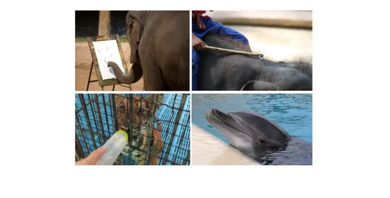 Klook ยุติการขายบัตรท่องเที่ยวที่ทารุณสัตว์ในไทย