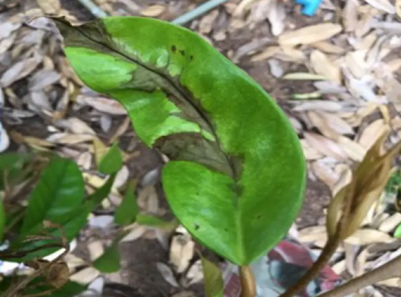 กรมส่งเสริมการเกษตร เตือนเกษตรกรเฝ้าระวัง โรครากเน่า โคนเน่าทุเรียน