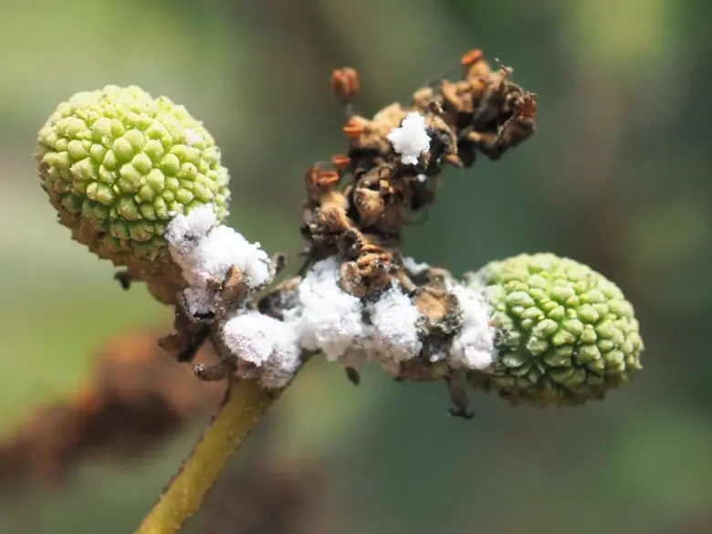 กรมส่งเสริมการเกษตร เตือนเกษตรกรป้องกันเพลี้ยแป้ง สร้างผลผลิตลำไยนอกฤดูคุณภาพดี ปี66