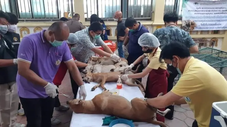 กทม.จับมือภาคีออกหน่วยทำหมัน-ฉีดวัคซีนพิษสุนัขบ้าเชิงรุกใน 50 เขต