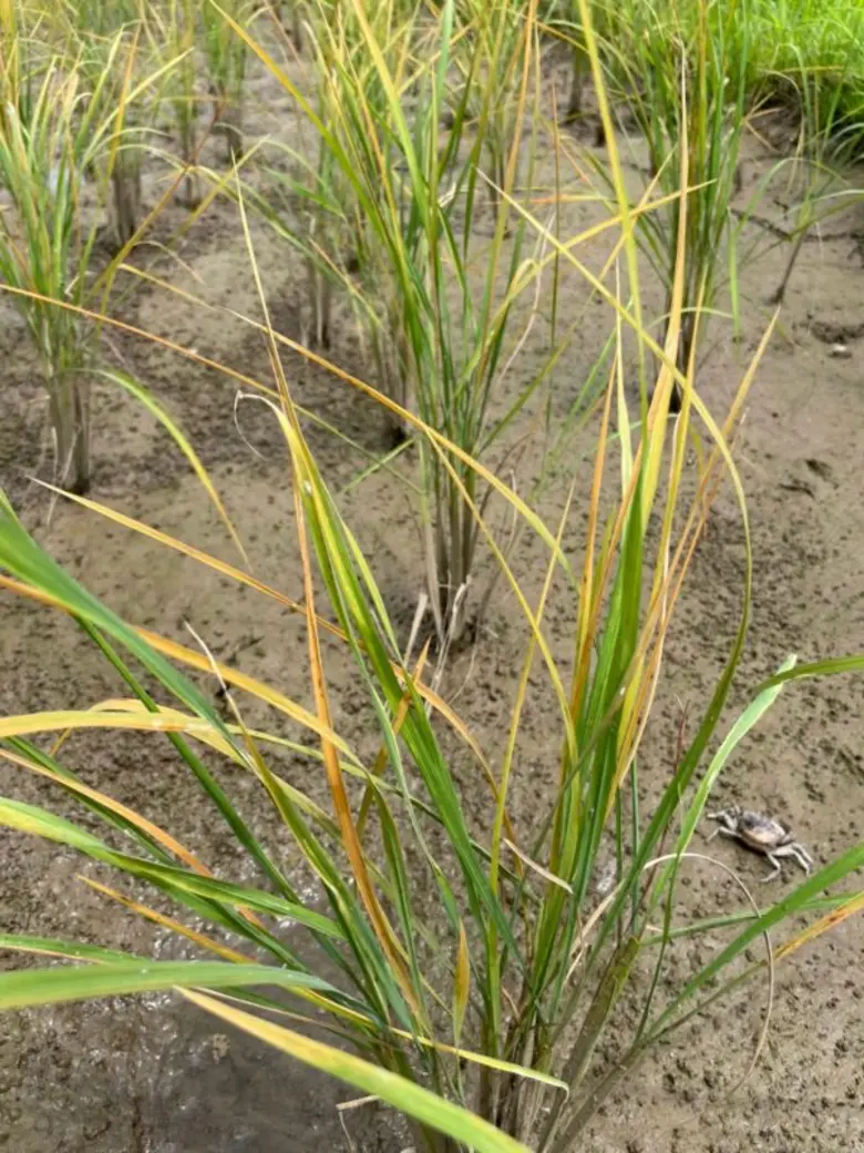 กรมส่งเสริมการเกษตร เตือนระวังเพลี้ยกระโดดหลังขาวทำลายผลผลิตข้าว แนะปลูกสลับข้าวพันธุ์ต้านทาน