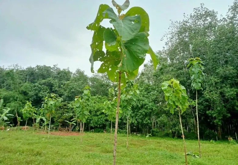 สวนทรายงาม จ.ชุมพร พร้อมเดินหน้าปลูกไม้เศรษฐกิจ ขับเคลื่อนนโยบายภาครัฐ ต่อเนื่องเป็นปีที่ 3