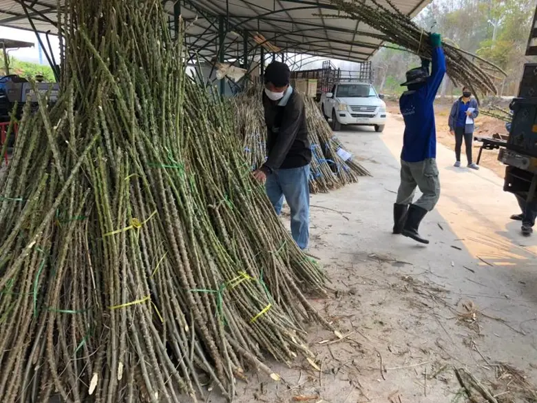 กรมส่งเสริมการเกษตร ย้ำเกษตรกรระวังโรค-แมลงติดไปกับท่อนพันธุ์มันสำปะหลัง