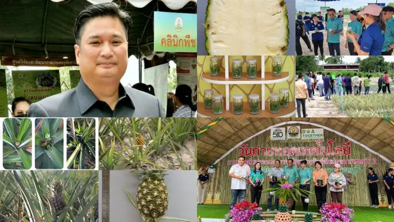 กรมวิชาการเกษตร ลุยขยายพันธุ์สับปะรด กวก. เพชรบุรี 2 เร่งถ่ายทอดเทคโนโลยีผลิตหน่อพันธุ์อย่างง่ายให้เกษตรกร